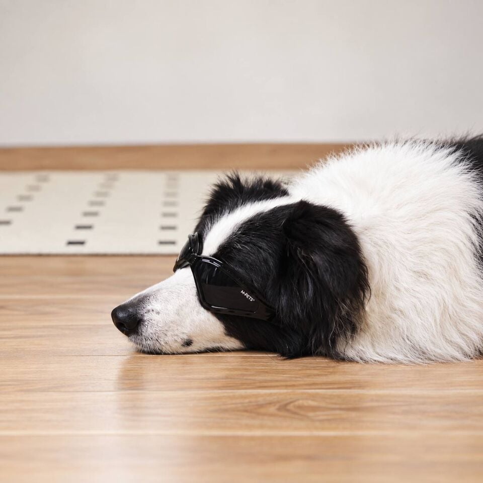 M-Pets Sunny Trailblazer Köpek Gözlüğü Siyah
