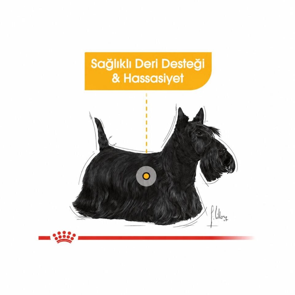 Royal Canin Mini Dermacomfort Deri Hassasiyeti İçin Köpek Maması 3 Kg